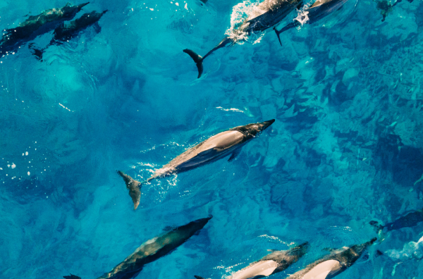 delfines en alicante costa blanca seatravel
