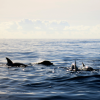 delfines en alicante costa blanca seatravel