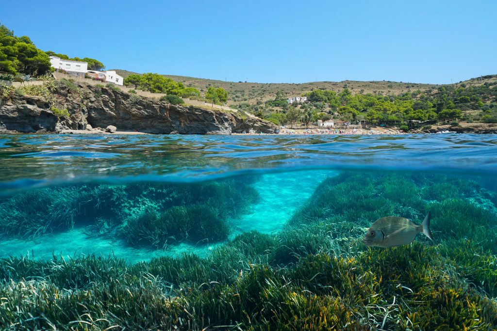 Posidonia mediterraneo